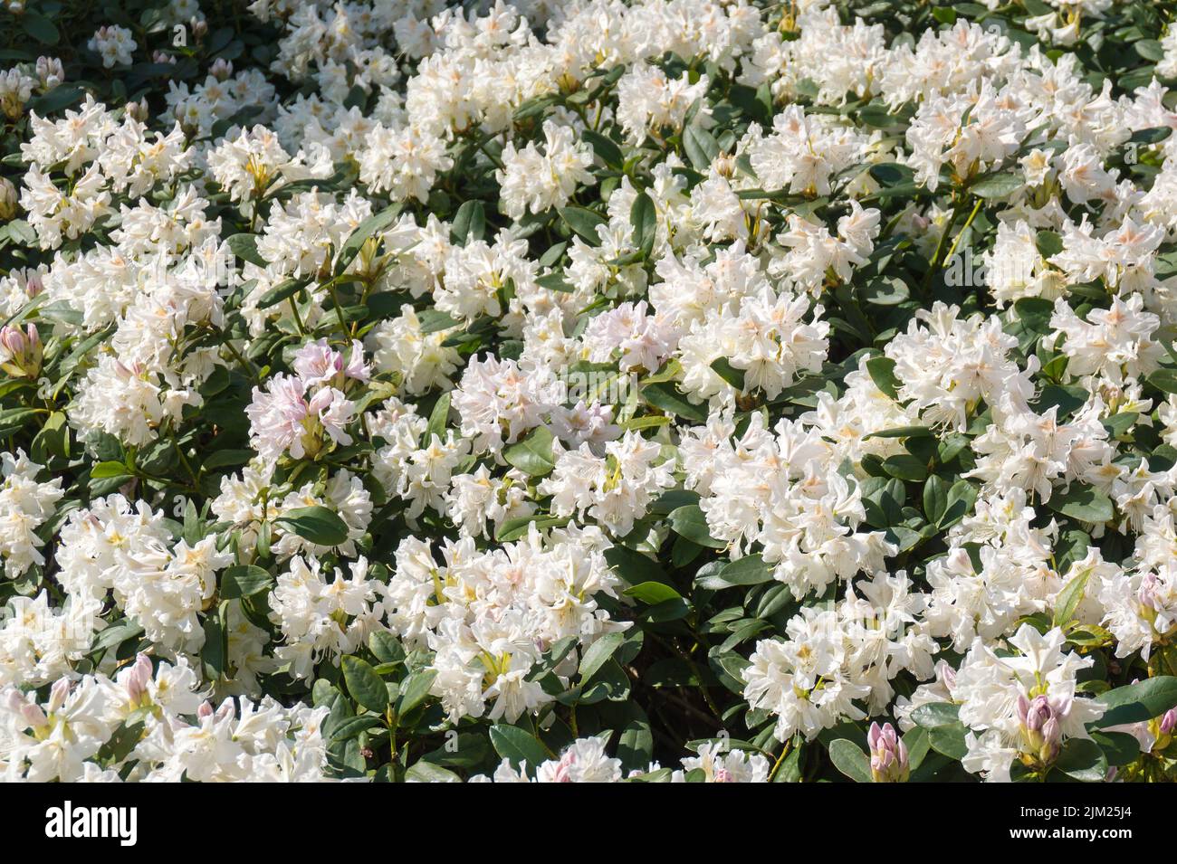Rhododendron flower White Cunningham big beautiful blooming bush, floral background Stock Photo