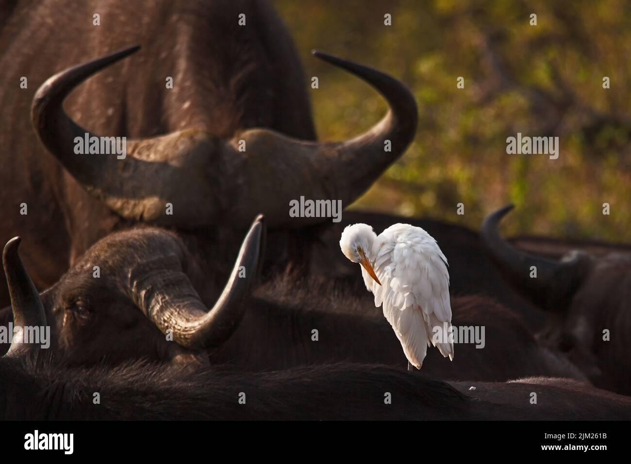 A white Cattle Egret (Bubulcus ibis) grooming in the early morning su on the back of a sleeping Cape Buffalo (Syncerus caffer) in Kruger National Park Stock Photo
