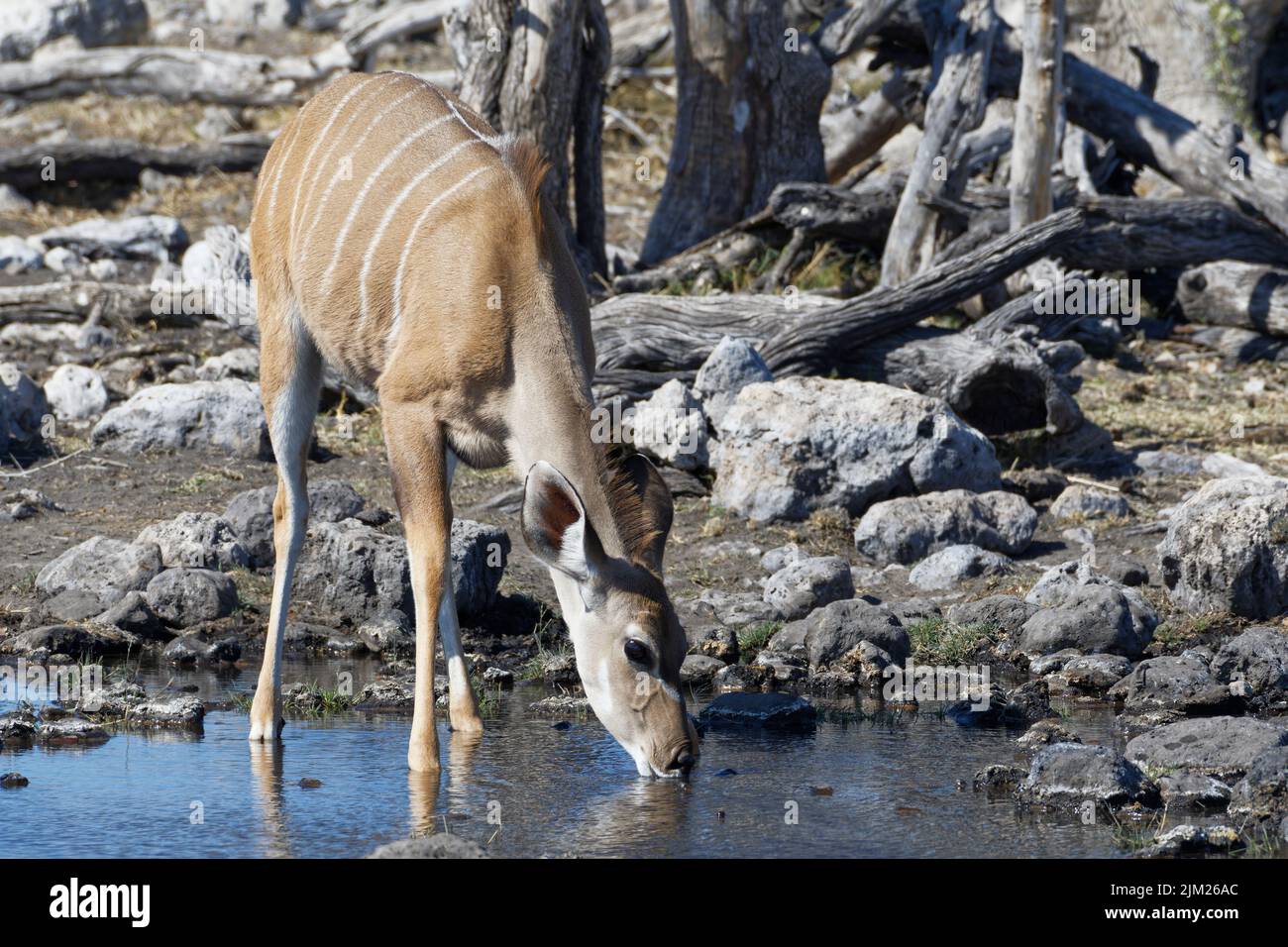 Greater kudu (Tragelaphus strepsiceros), female, in water, drinking at waterhole, Etosha National Park, Namibia, Africa Stock Photo