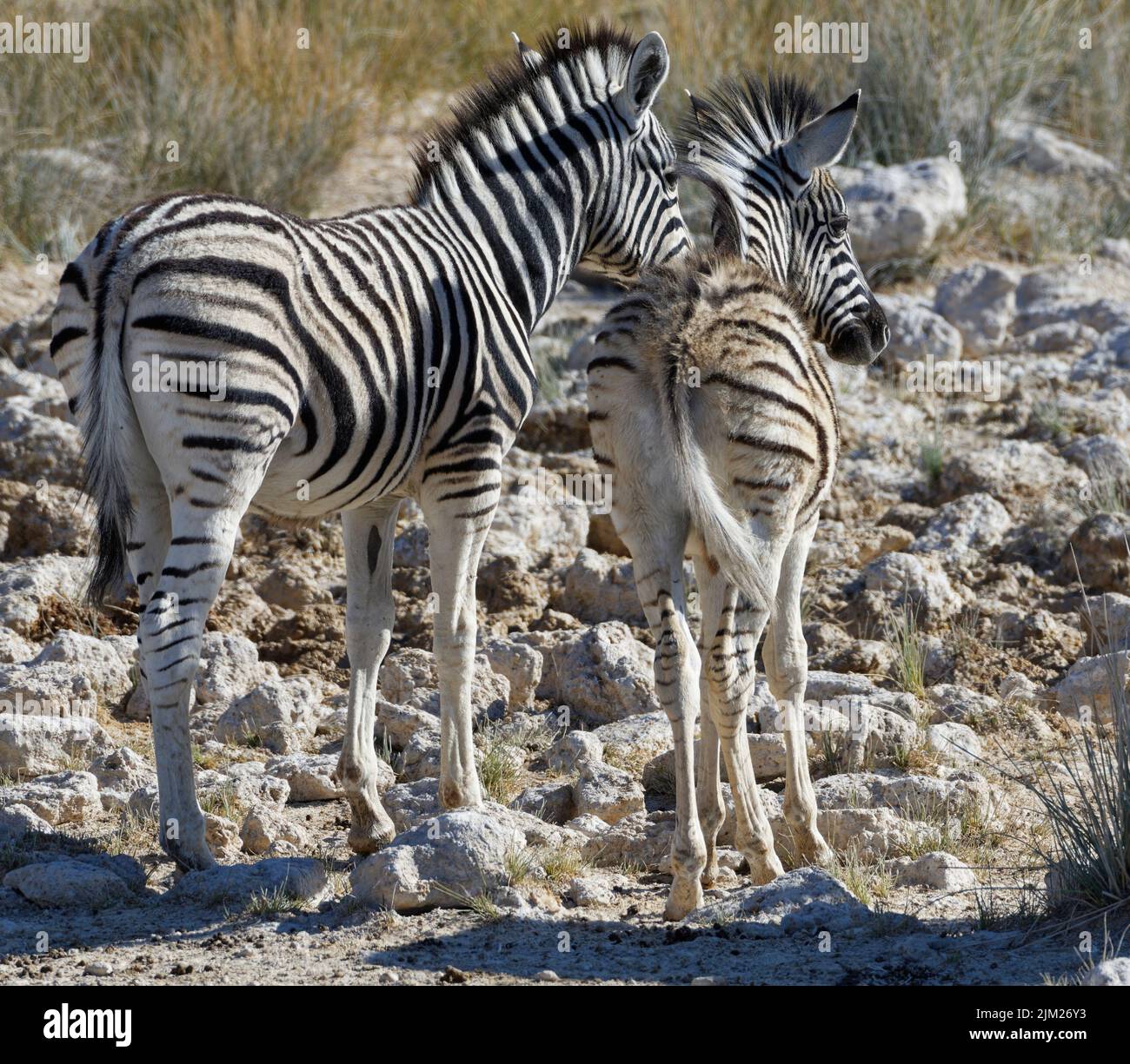 Burchell's zebras (Equus quagga burchellii), pair of zebra foals at waterhole, Etosha National Park, Namibia, Africa Stock Photo