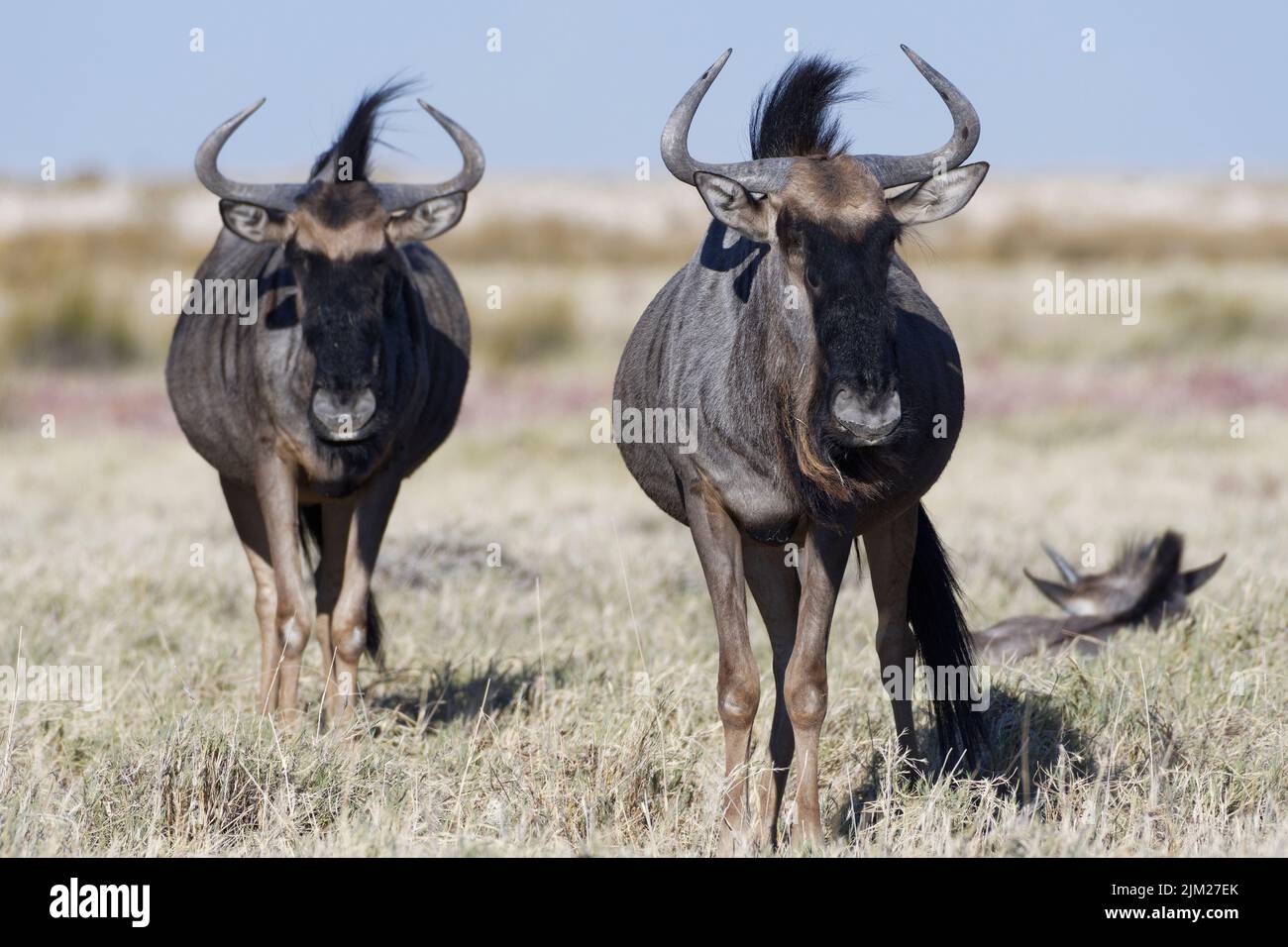 Blue wildebeests (Connochaetes taurinus), two adults standing on dry grass, savanna, Etosha National Park, Namibia, Africa Stock Photo