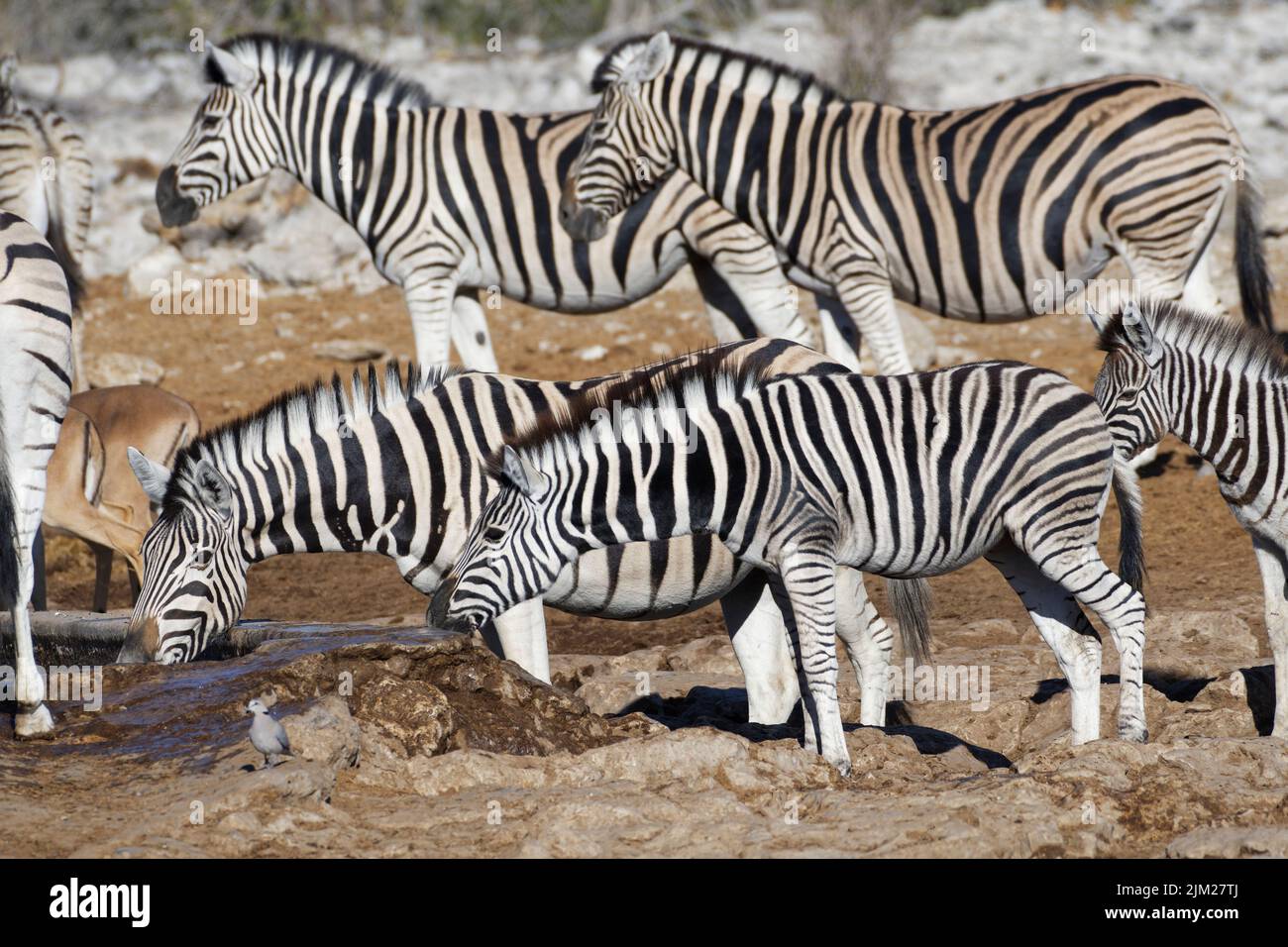 Burchell's zebras (Equus quagga burchellii), herd at waterhole, two zebras drinking, Etosha National Park, Namibia, Africa Stock Photo