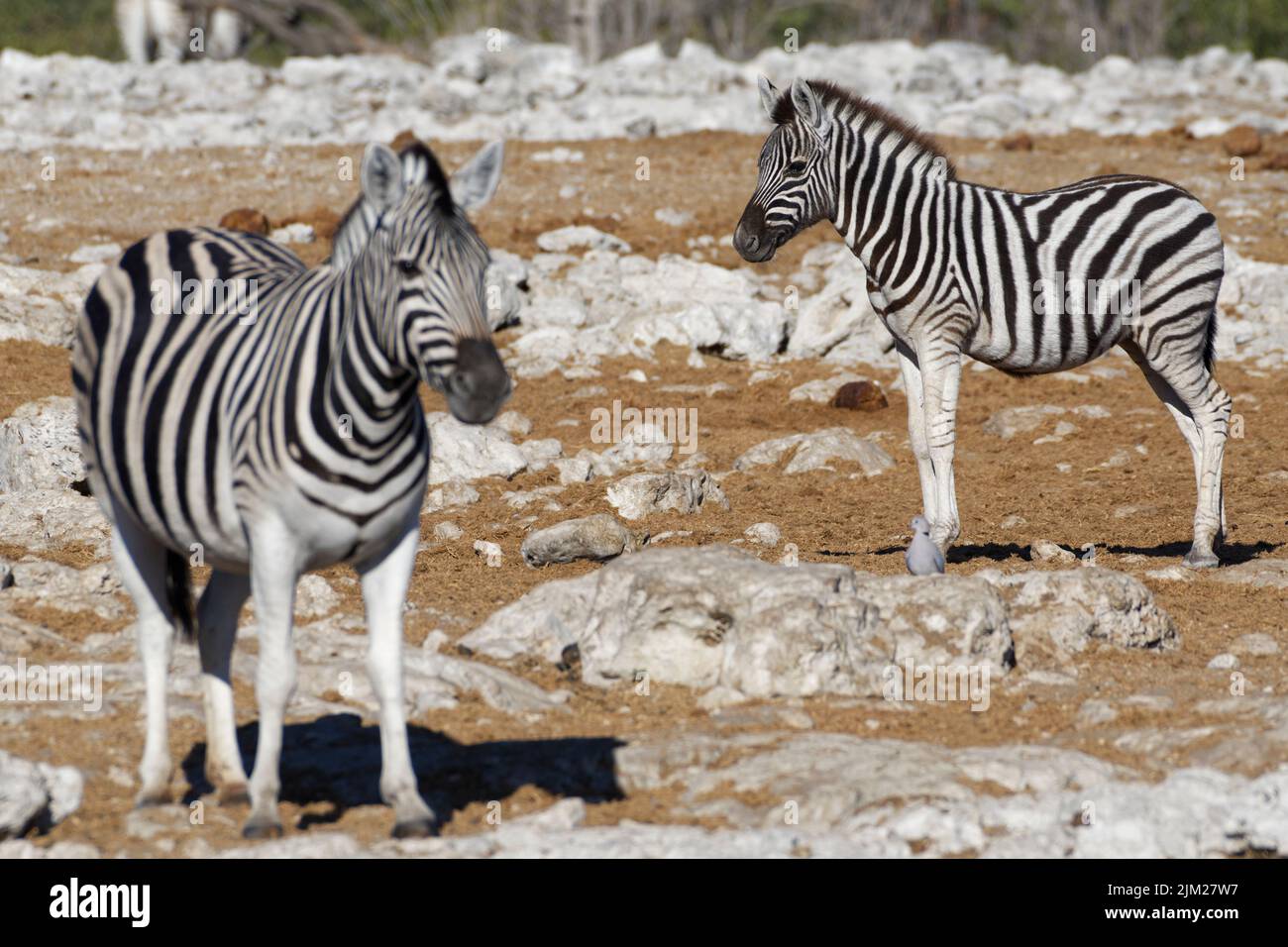 Burchell's zebras (Equus quagga burchellii), adult and zebra foal standing at waterhole, Etosha National Park, Namibia, Africa Stock Photo