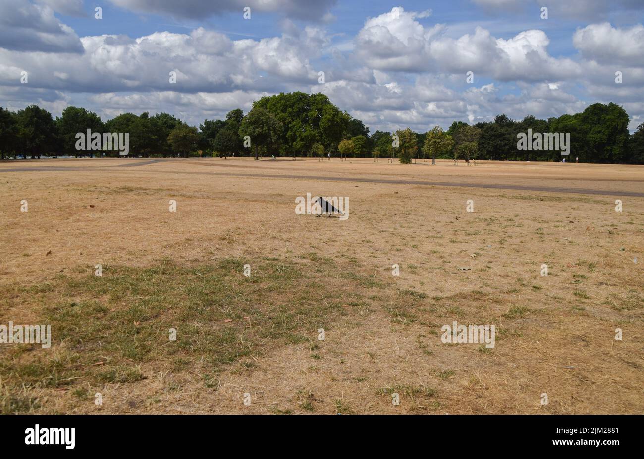 london-england-uk-4th-aug-2022-a-crow-walks-through-a-parched-hyde