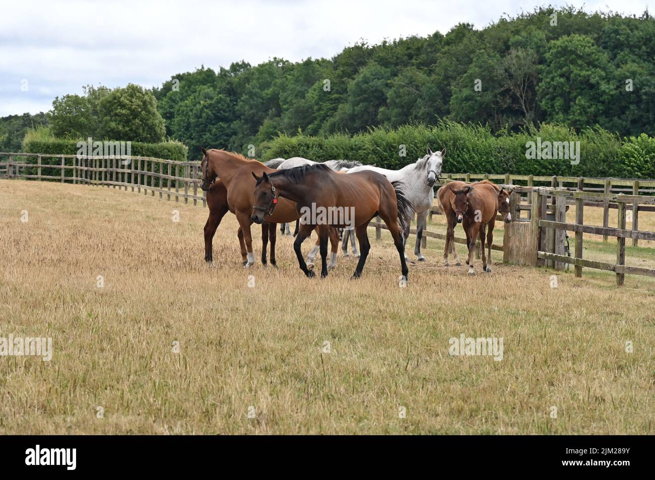 Mares and foals in a paddock on the Daylesford Estate near Srtow on the