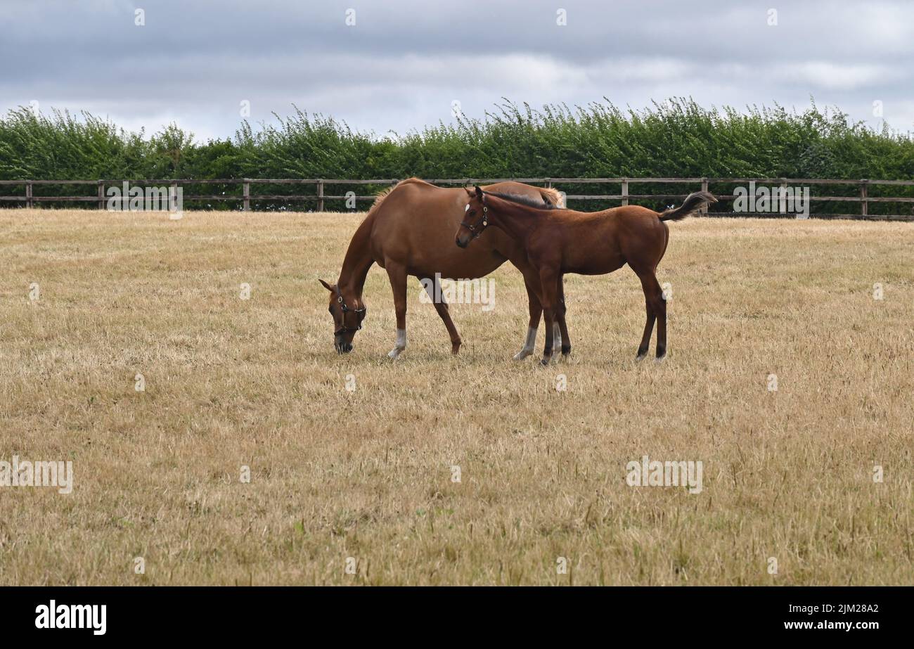 Mares and foals in a paddock on the Daylesford Estate near Srtow on the Wold, Gloucestershire Stock Photo