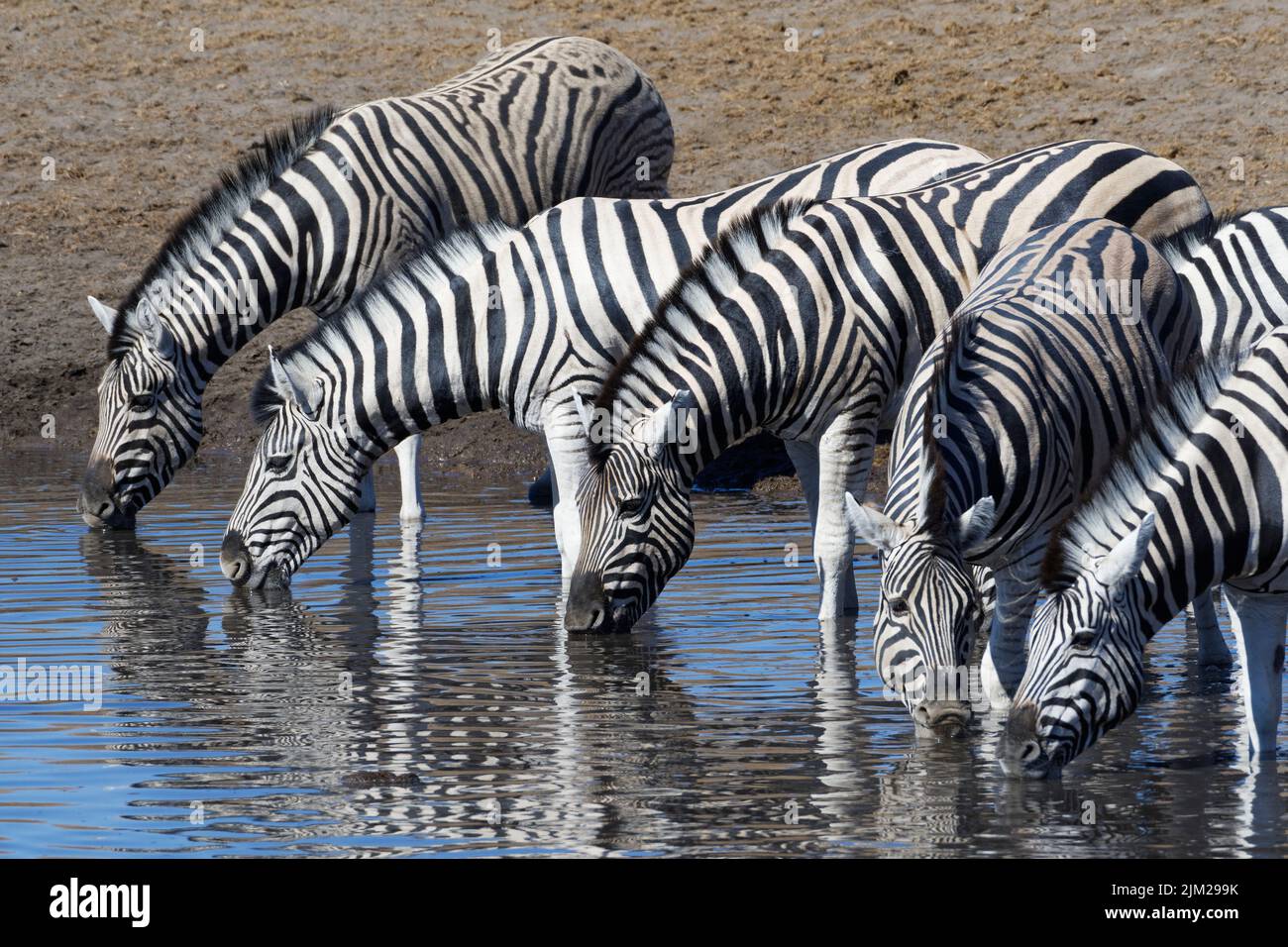 Burchell's zebras (Equus quagga burchellii), herd in water, drinking at waterhole, Etosha National Park, Namibia, Africa Stock Photo