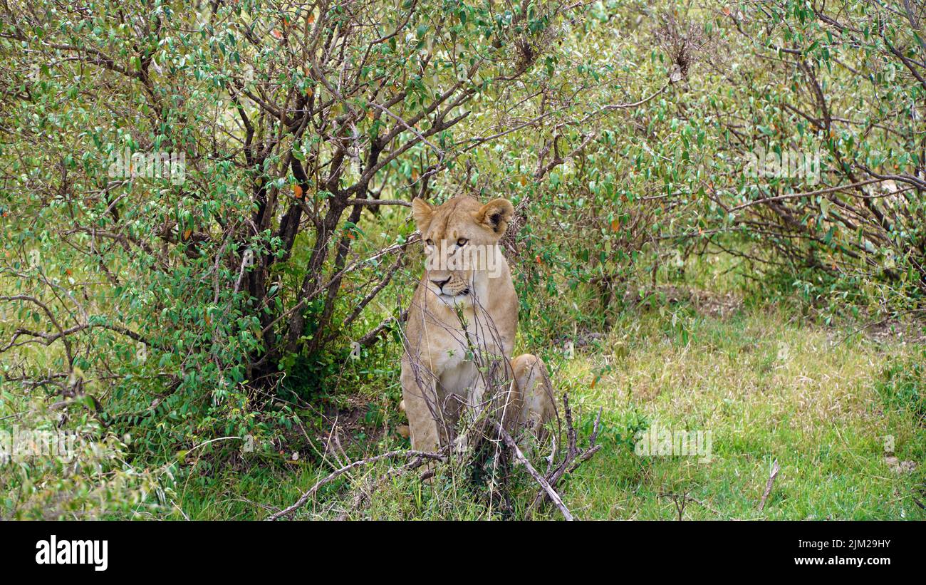 Female Lion Sitting Between Trees Stock Photo