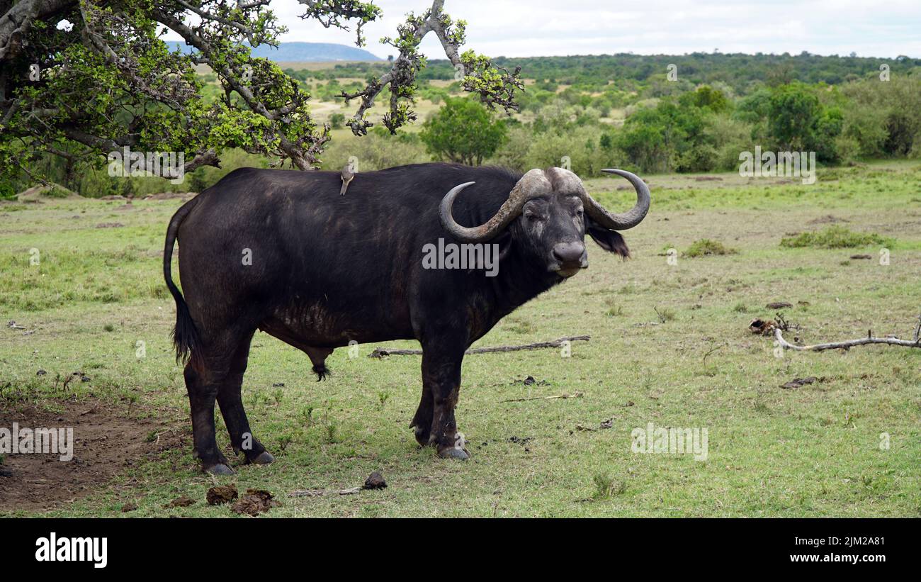 Cape Buffalo one of the African Big Five Stock Photo
