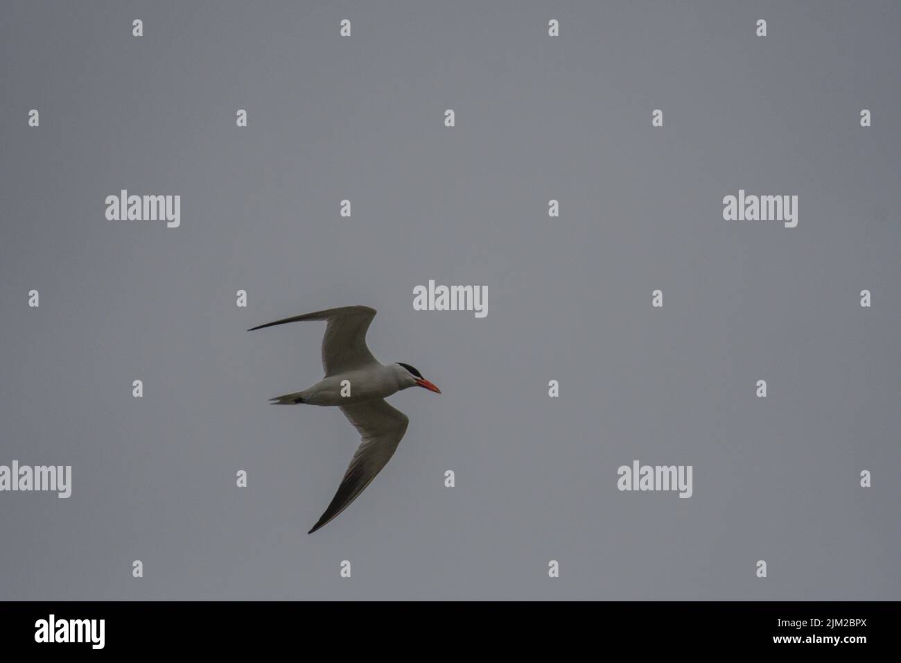 Tern flying across a clear sky Stock Photo