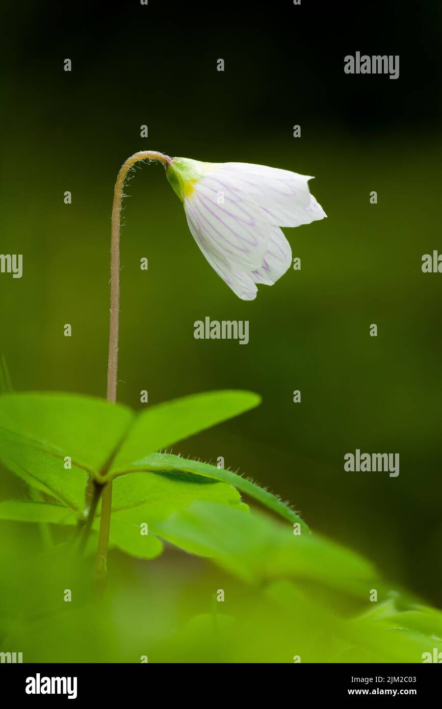 Wood Sorrel (Oxalis acetosella) in flower in a woodland in the Mendip Hills, Somerset, England. Stock Photo