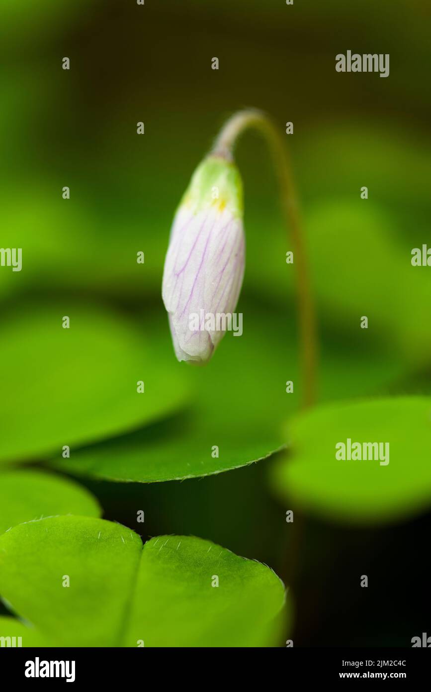 Wood Sorrel (Oxalis acetosella) in flower in a woodland in the Mendip Hills, Somerset, England. Stock Photo