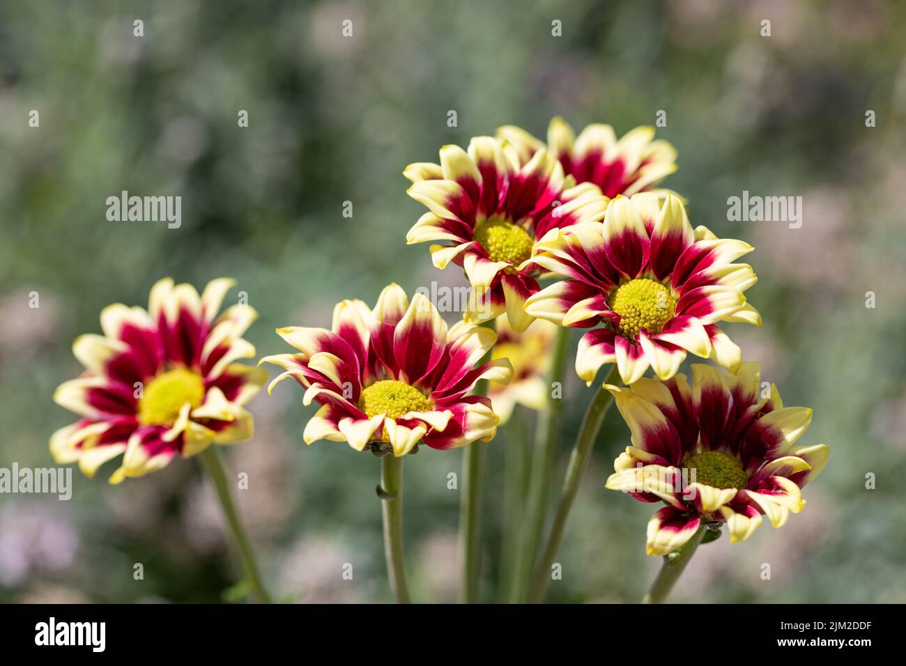 Chrysanthemum flowers in the garden, England, United Kingdom Stock Photo
