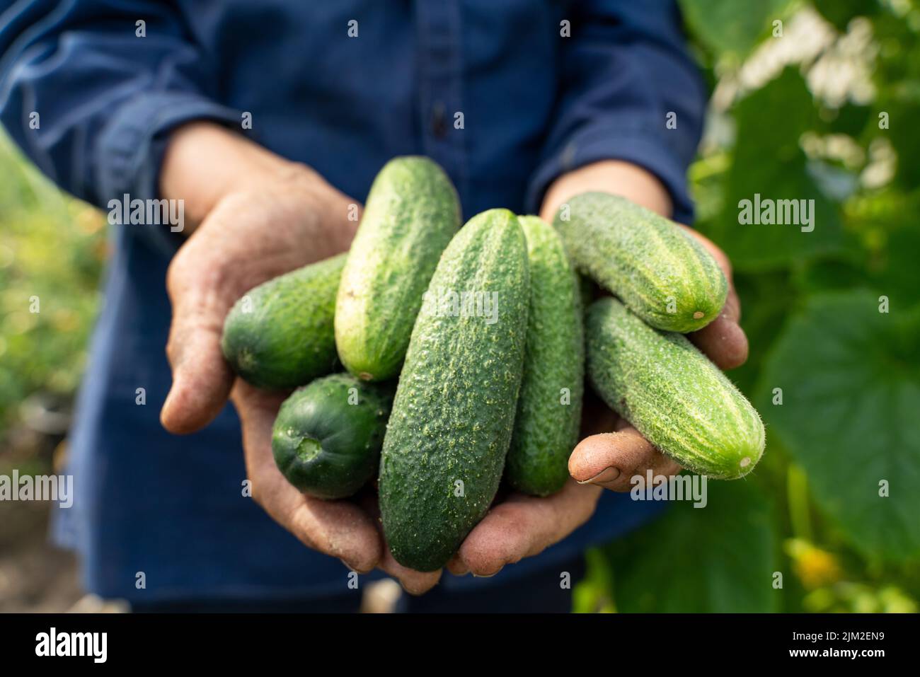 The farmer's hands are holding cucumbers. A farmer works in a greenhouse. Rich harvest concept. Stock Photo