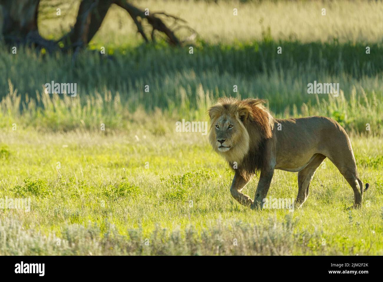 Black-maned Kalahari lion (Panthera leo). Kgalagadi Transfrontier Park, Kalahari, South Africa Stock Photo