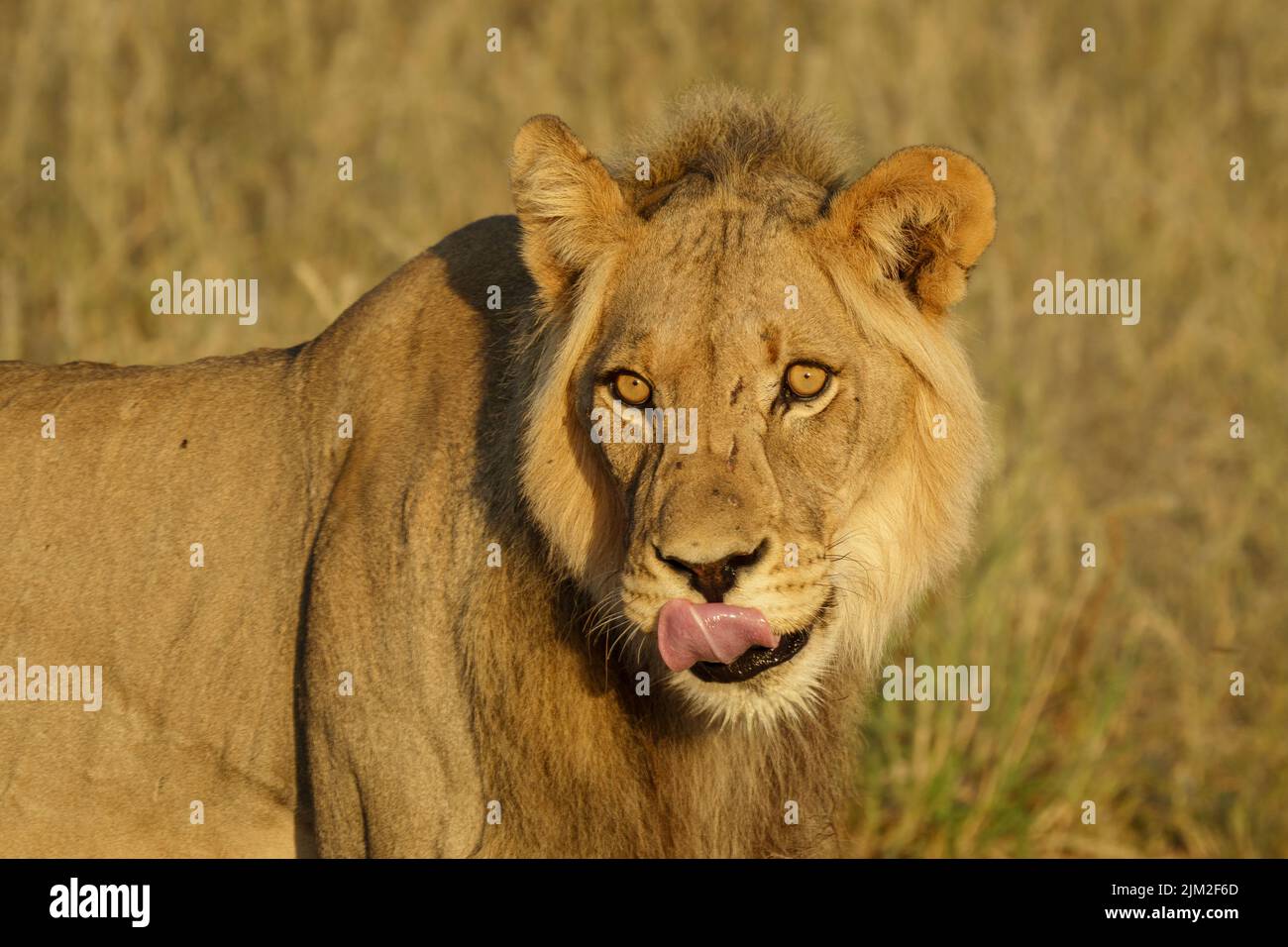 Black-maned Kalahari lion (Panthera leo) portrait. Kgalagadi Transfrontier Park, Kalahari, South Africa Stock Photo