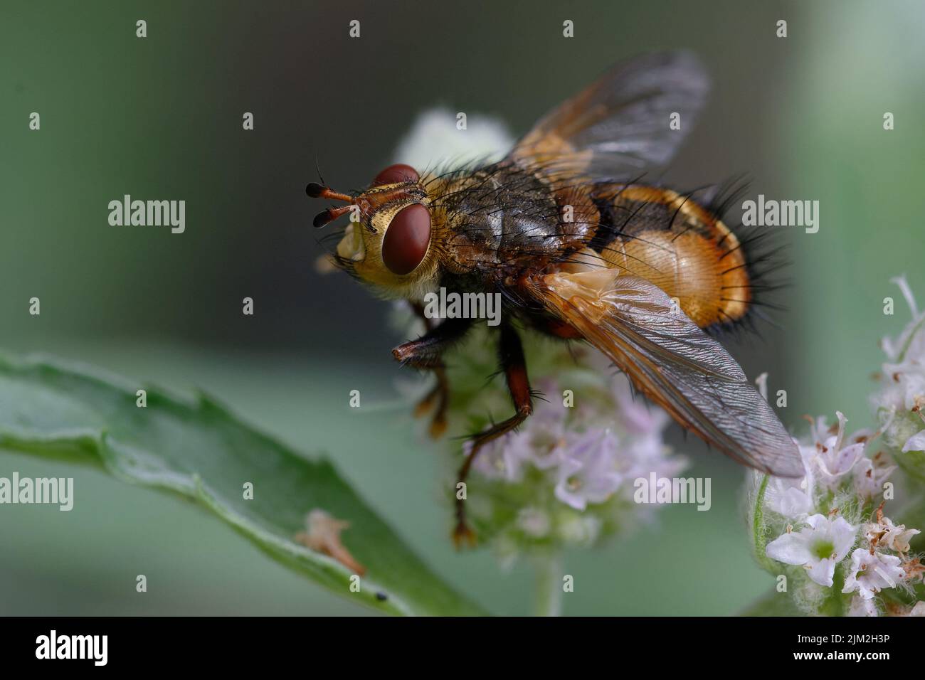 Fly (Tachina fera) on flowers Stock Photo - Alamy