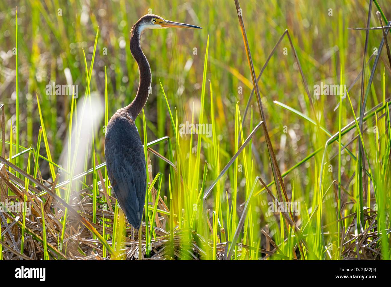 Tricolored heron (Egretta tricolor) among the marsh grass on the Guana River in Ponte Vedra Beach, Florida. (USA) Stock Photo