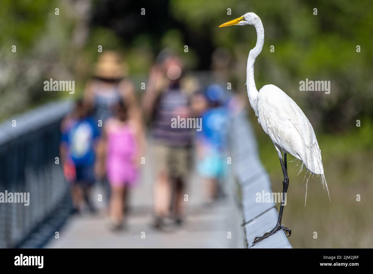 Elegant great egret perched on a boardwalk railing at Fort Mose Historic State Park in St. Augustine, Florida. (USA) Stock Photo