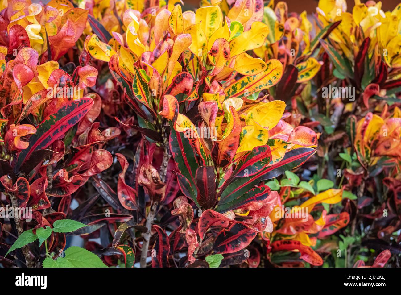 Colorful variegated crotons (Codiaeum variegatum) on the campus of Flagler College in historic downtown St. Augustine, Florida. (USA) Stock Photo