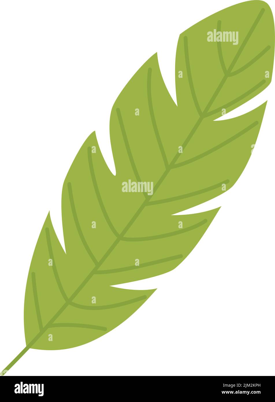 green tropical leaf plant Stock Vector Image & Art - Alamy