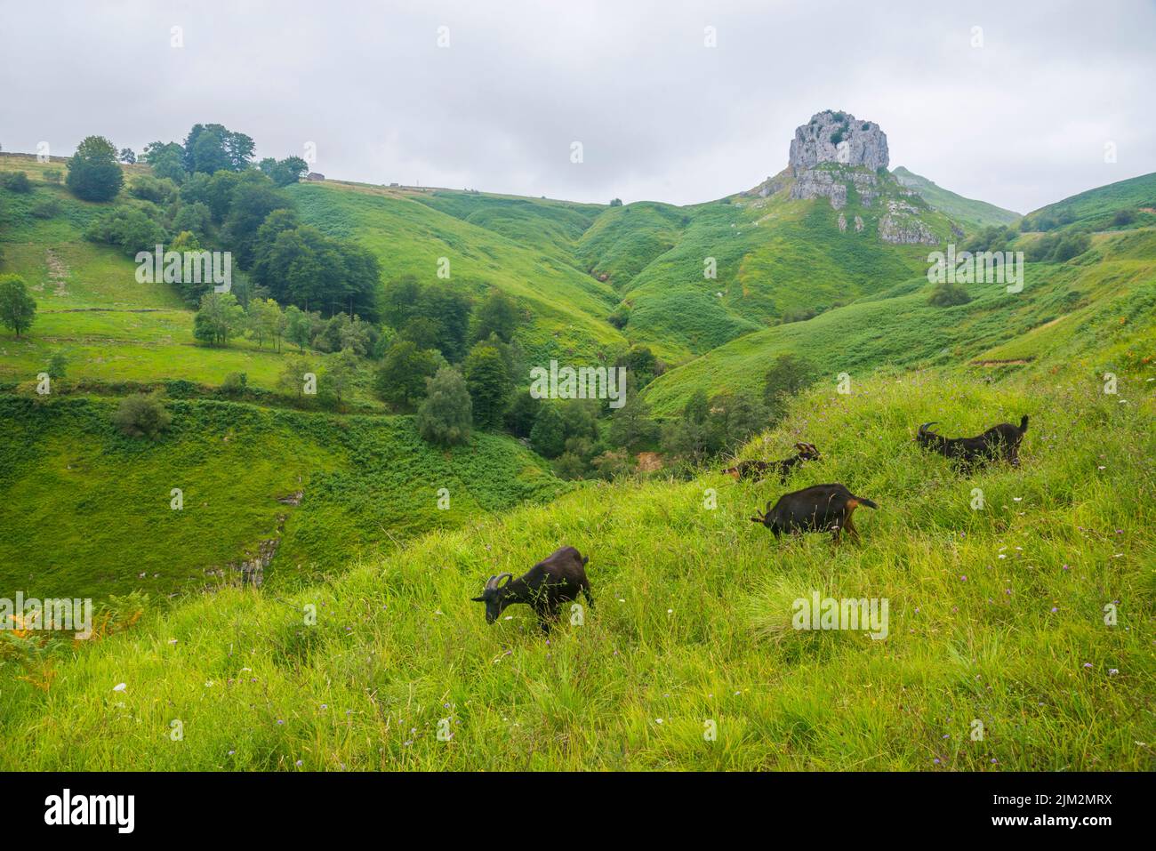 Goats and landscape. El Caracol mountain pass, Collados del Ason Nature Reserve, Cantabria, Spain. Stock Photo