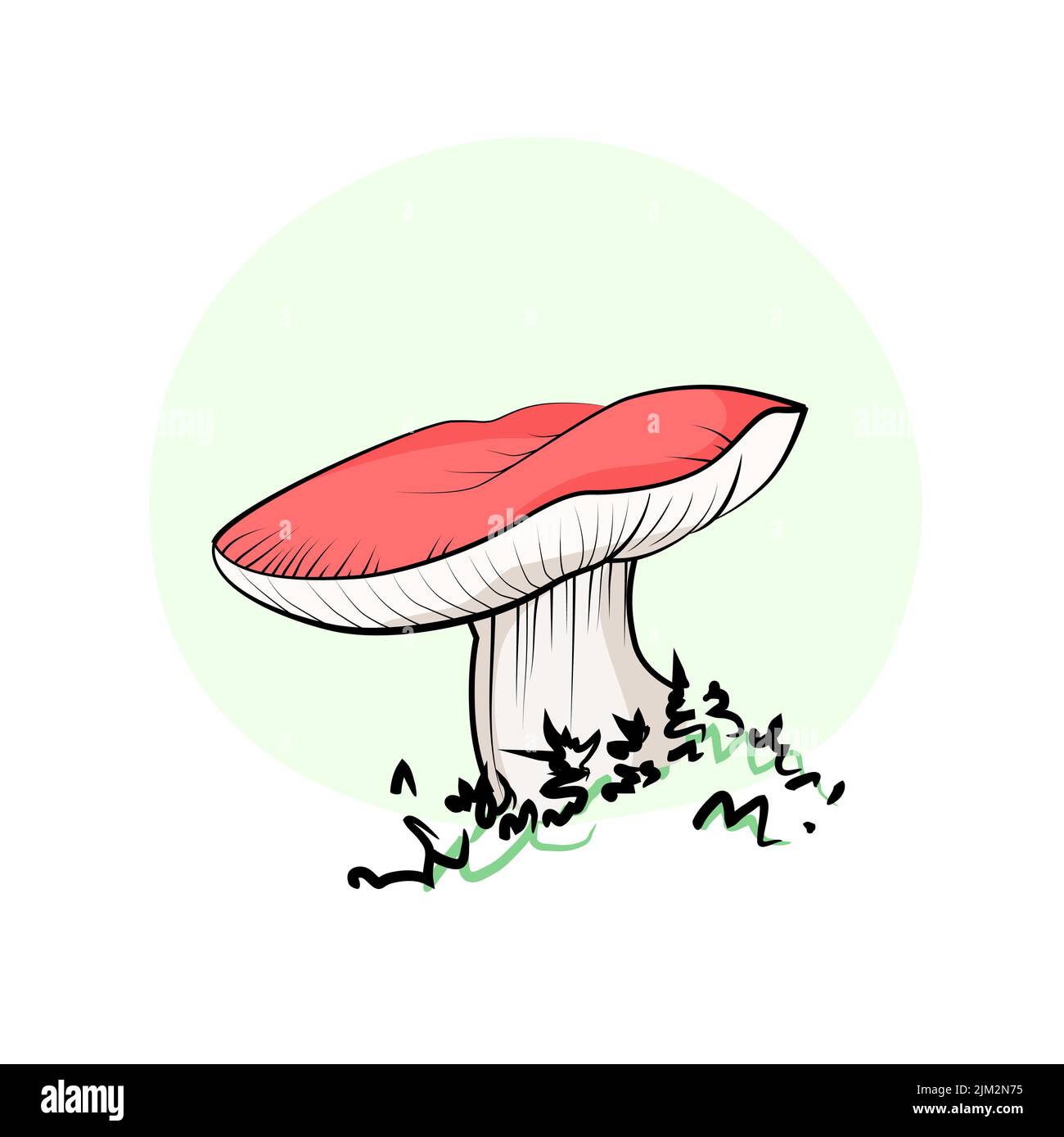 Mushroom drawing champignon, porcini, greasers, suillellus, boletus