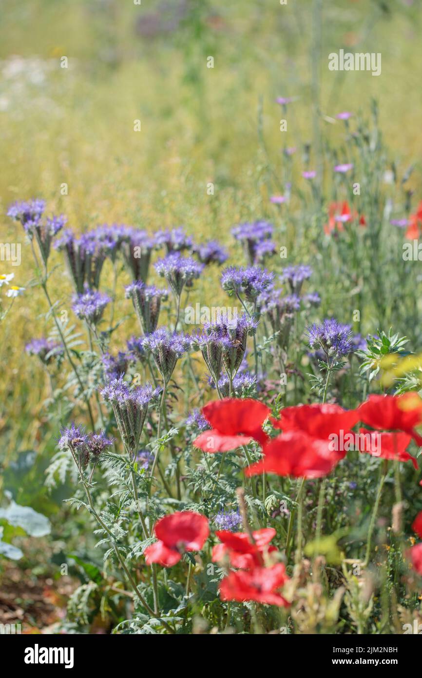 Phacelia and poppy blossoms on a bee-friendly flower meadow. Stock Photo
