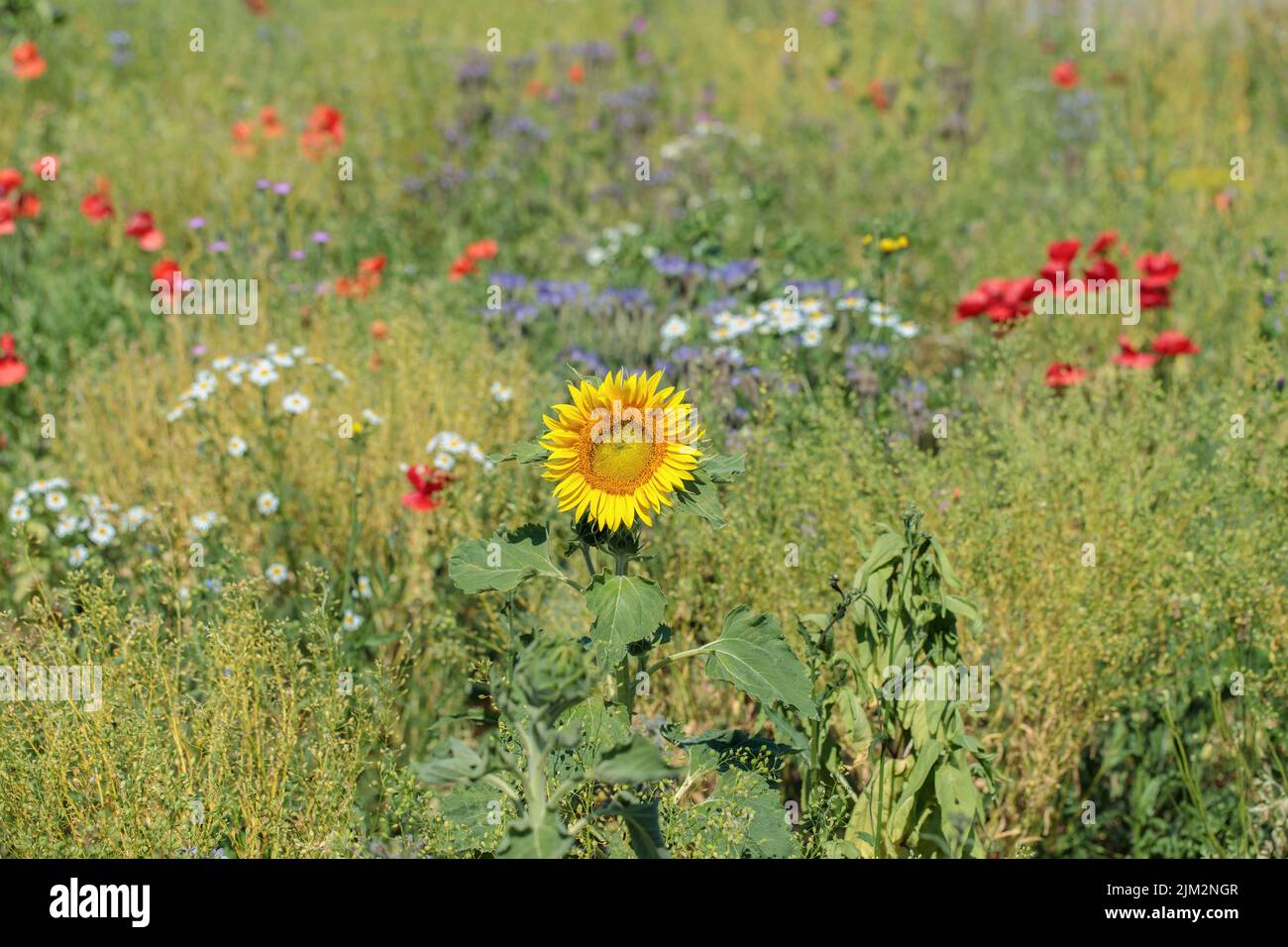 Sunflower on a meadow grown for ecological beekeeping Stock Photo
