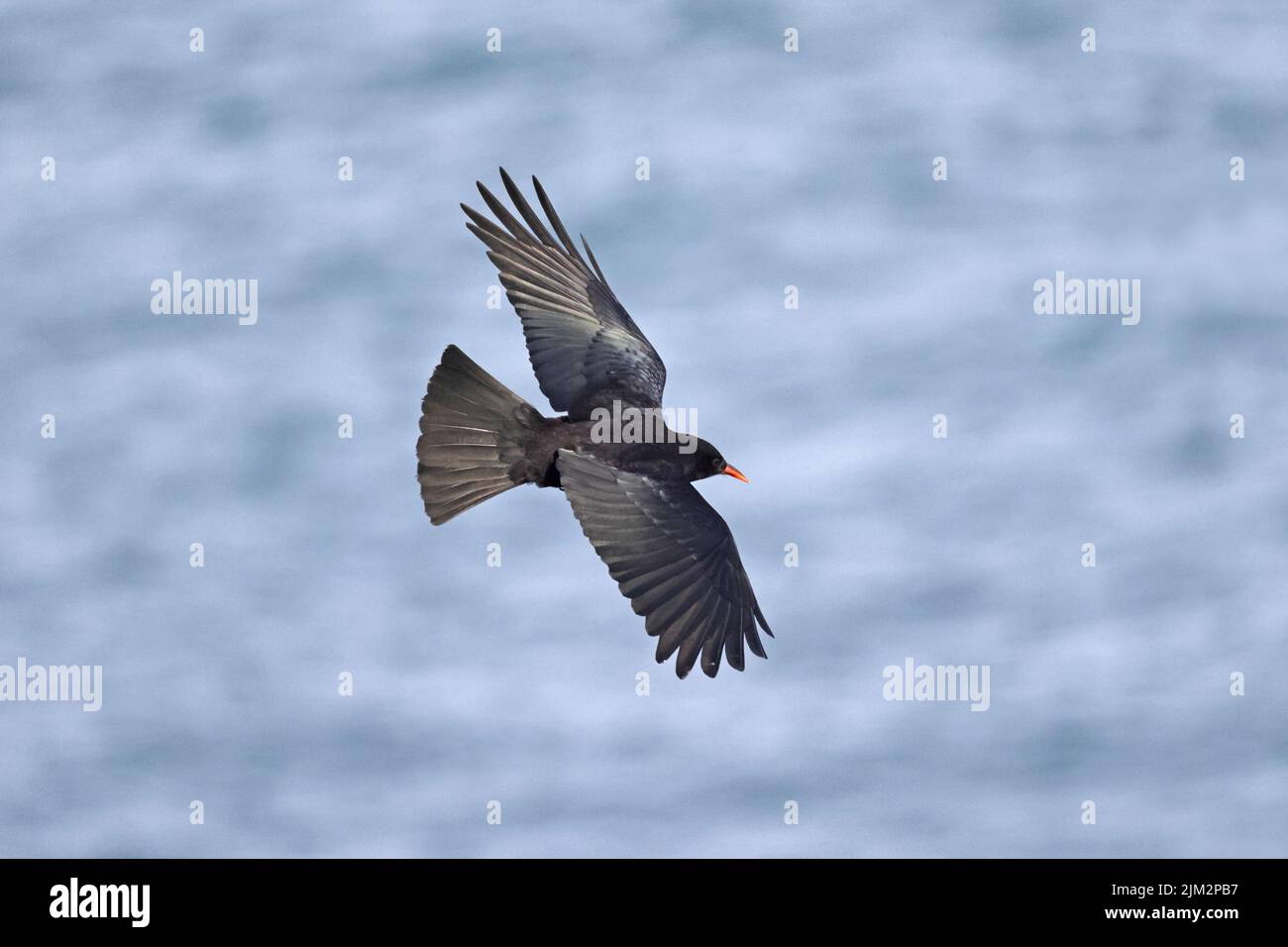 Red-billed Chough in flight on Skokholm Wales UK Stock Photo
