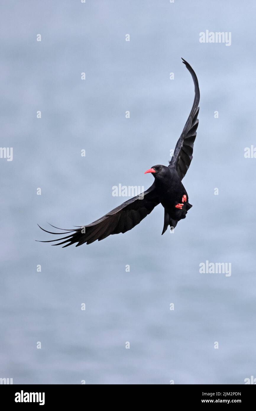 Red-billed Chough in flight on Skokholm Wales UK Stock Photo