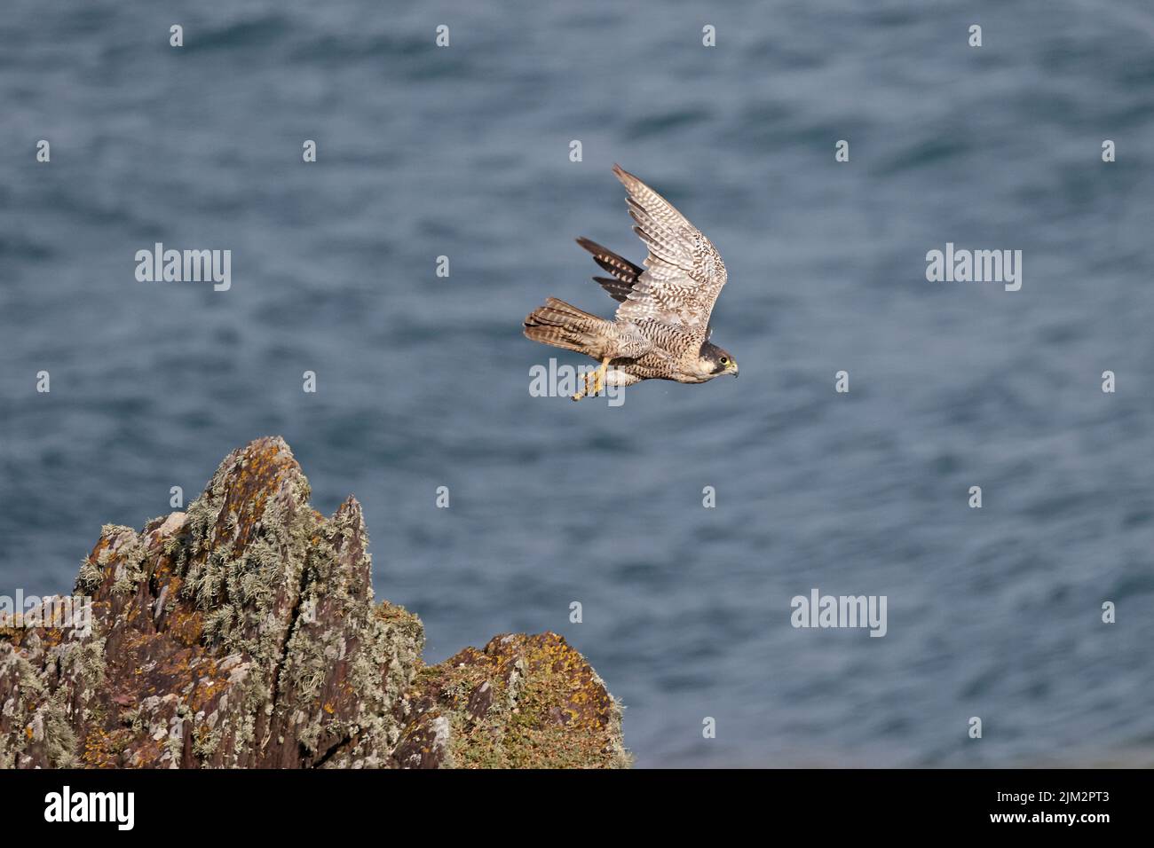 Peregrine Falcon taking off from a rock on Skokholm Wales UK Stock Photo