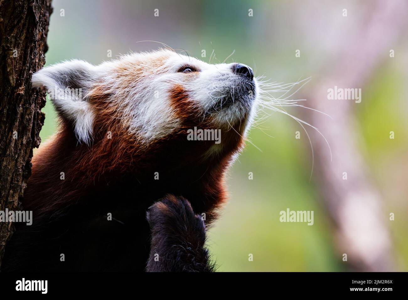 Red panda. Mammal and mammals. Land world and fauna. Wildlife and zoology. Nature and animal photography. Stock Photo