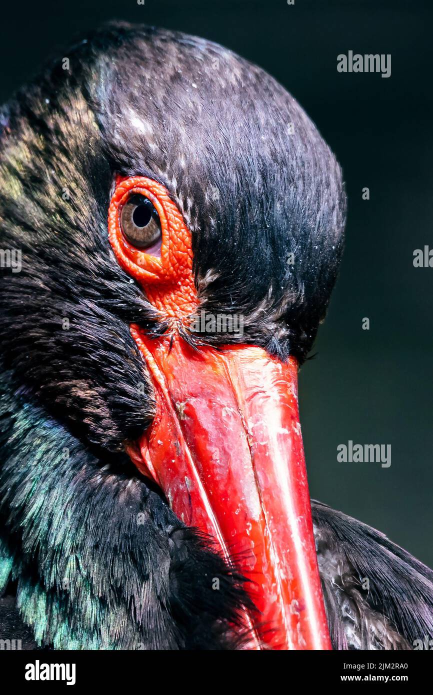 Black stork. Bird and birds. Birdwatching and photo. Wildlife and zoology. Nature and animal photography. Stock Photo