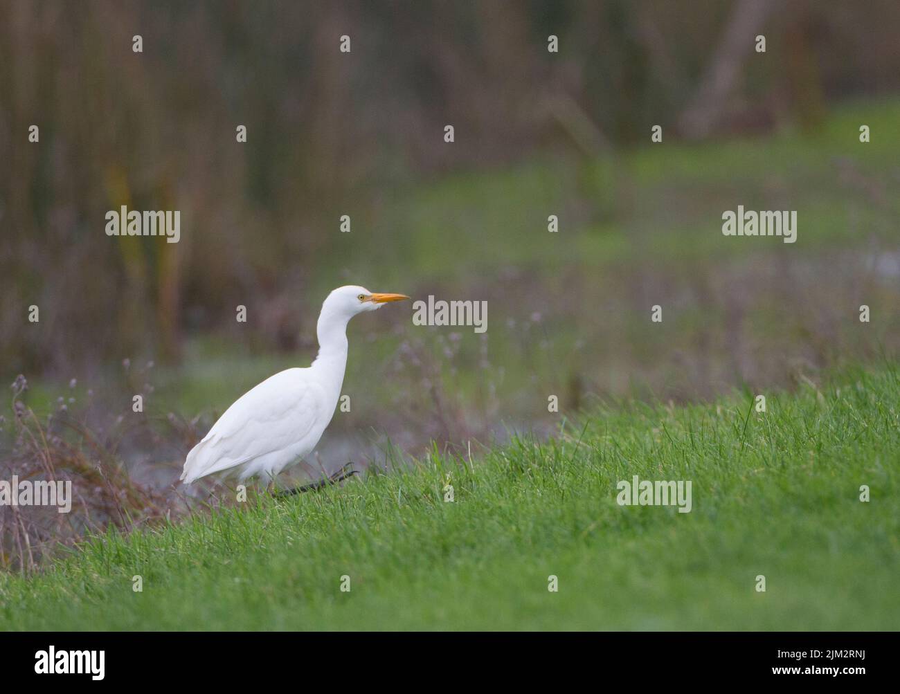 Cattle Egret (Bubulcus ibis Stock Photo - Alamy