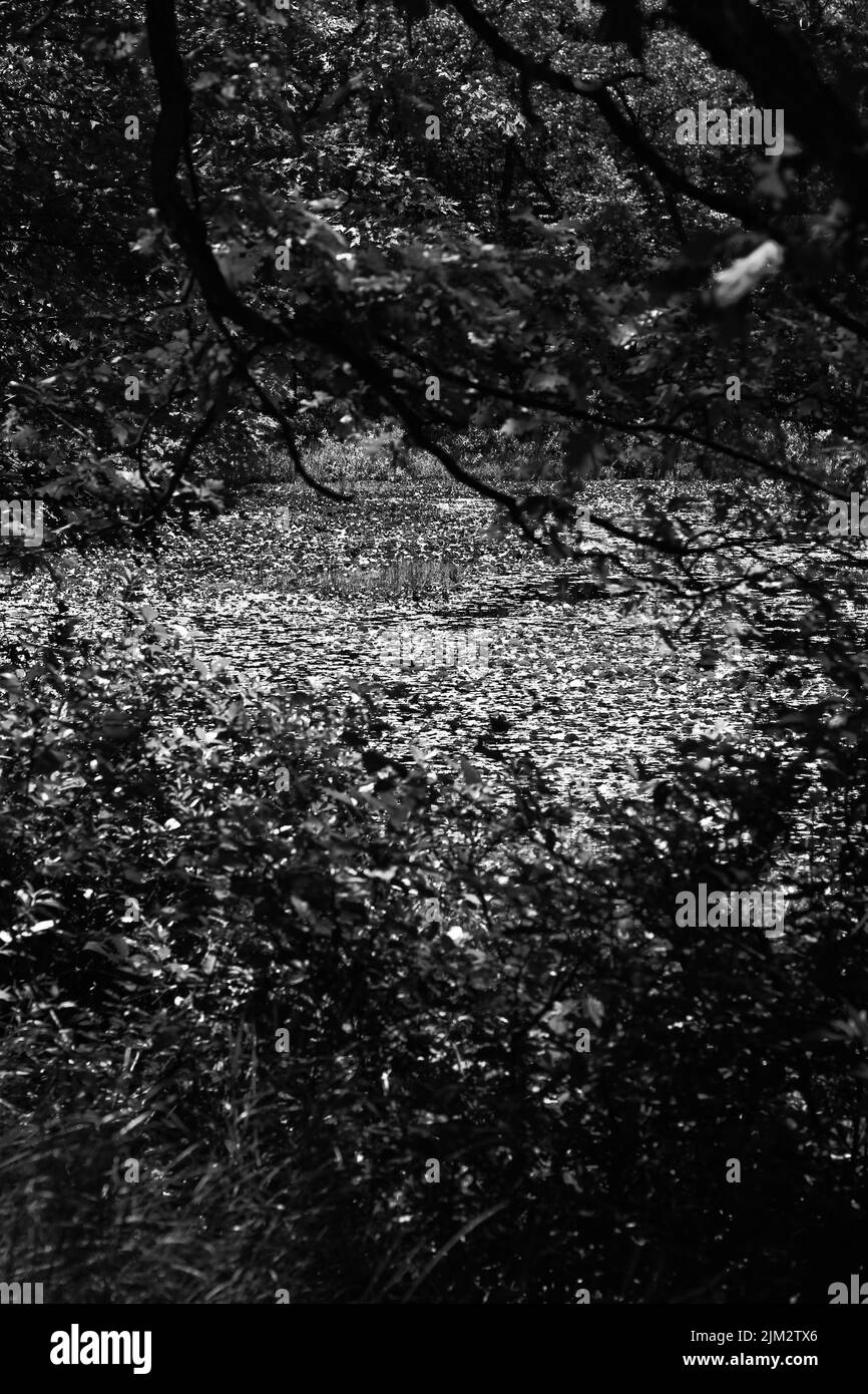 Grassy woods Black and White Stock Photos & Images - Alamy