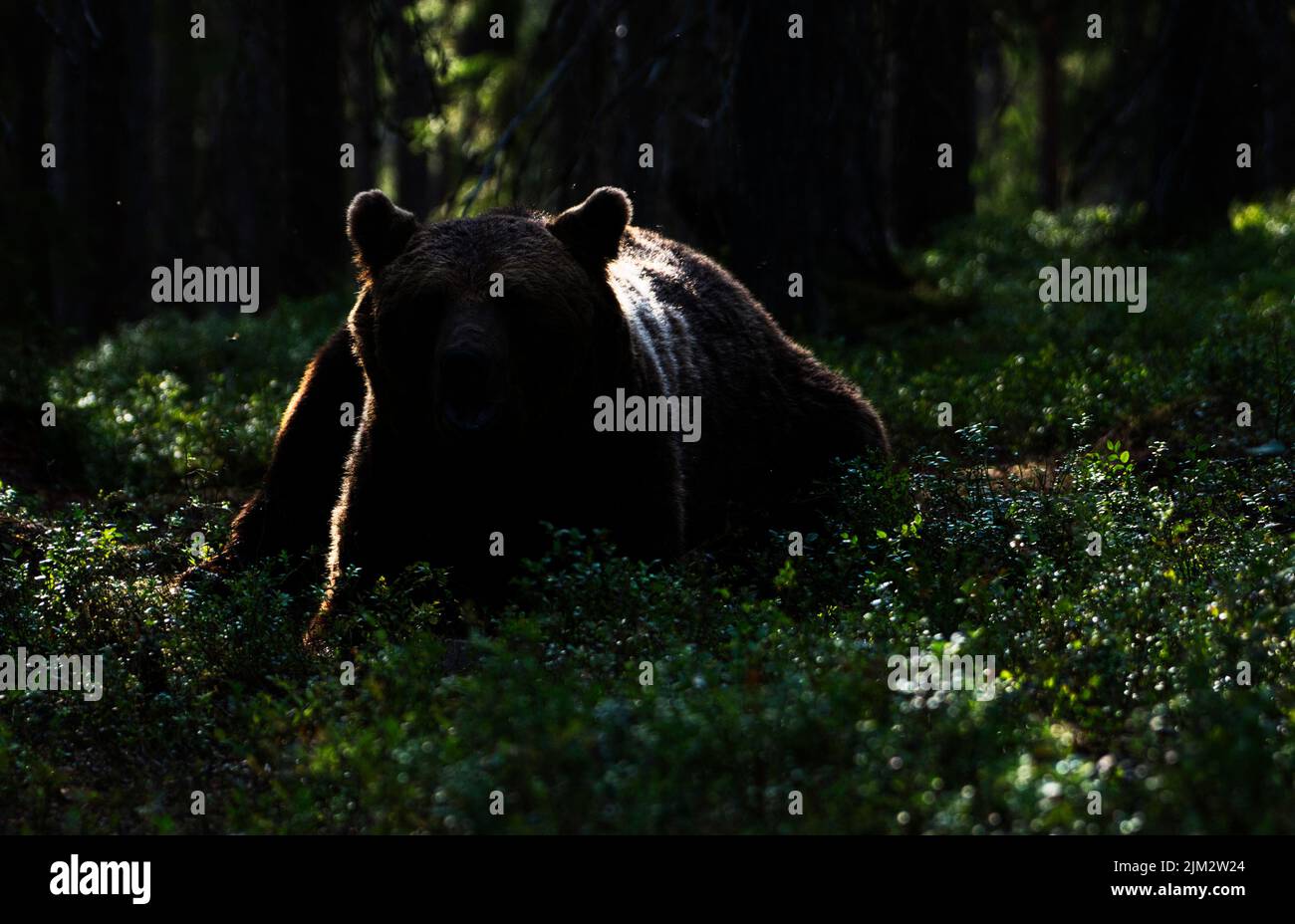 Rim-lit silhouette of a brown bear (Ursus arctos) in the taiga forest of Finland Stock Photo
