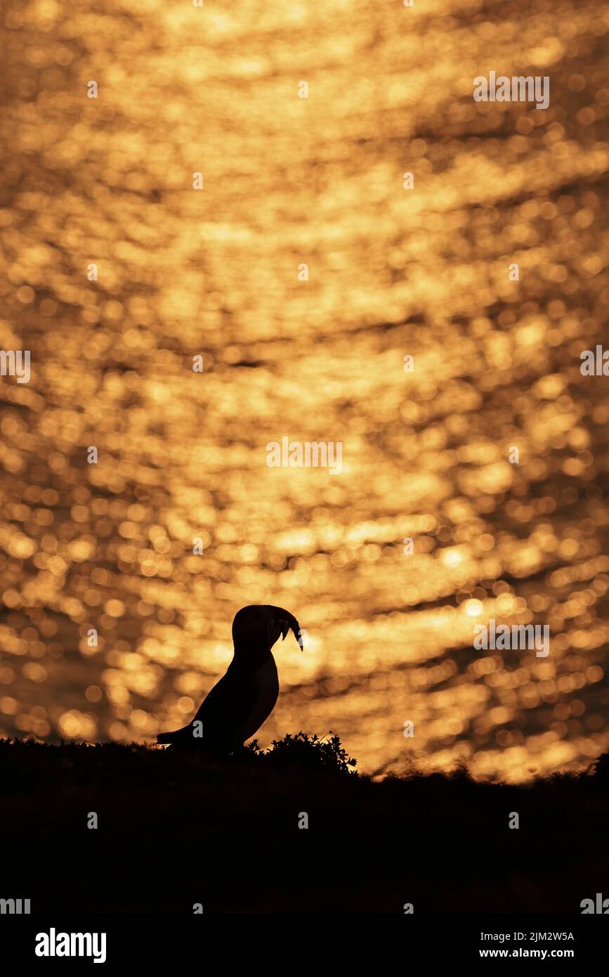 Atlantic Puffin at sunset with Sandeels on Skokholm Wales UK Stock Photo
