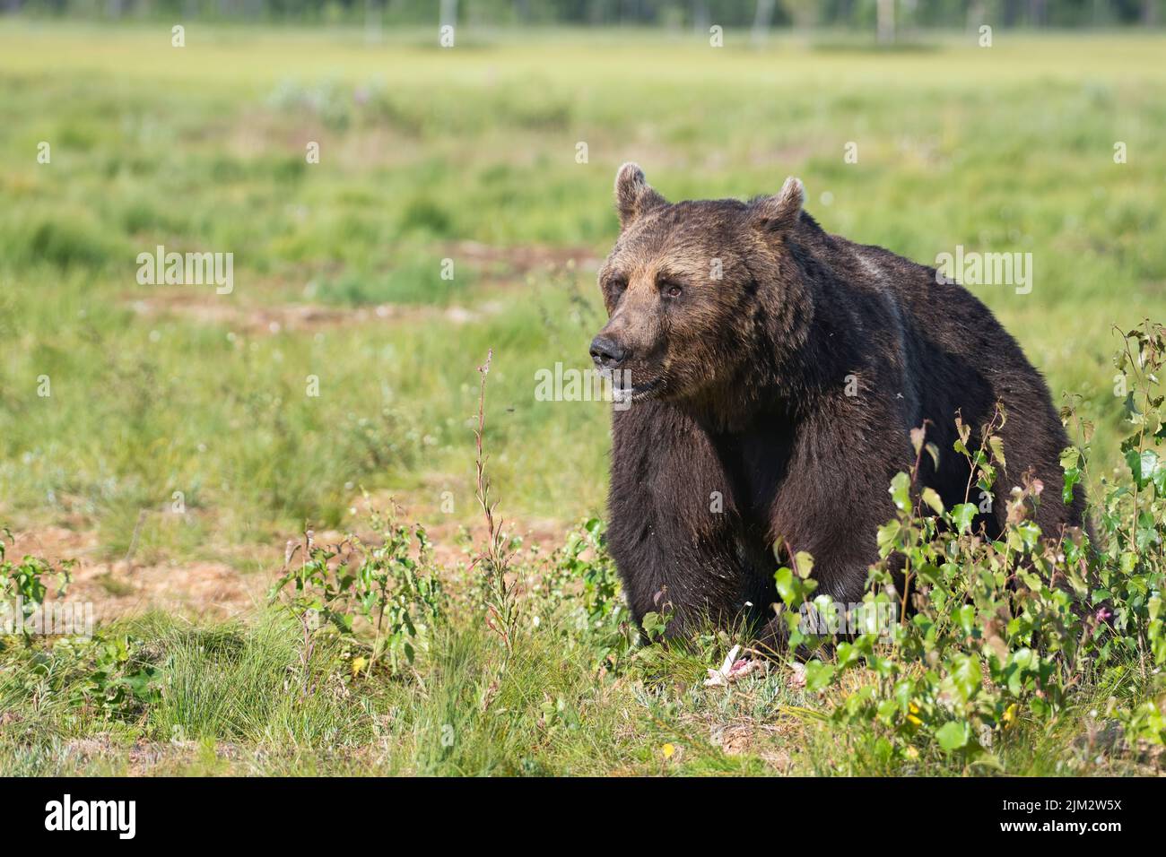 Brown bear (Ursus arctos) in a clearing in the taiga forest of Finland Stock Photo