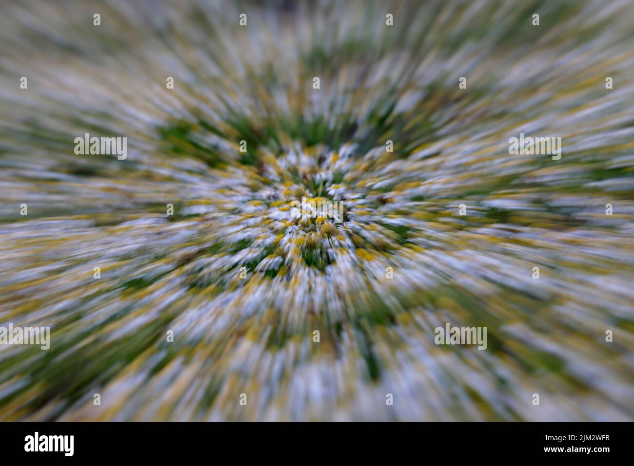 Scentless Mayweed on Skokholm with slow shutter speed and zooming Stock Photo