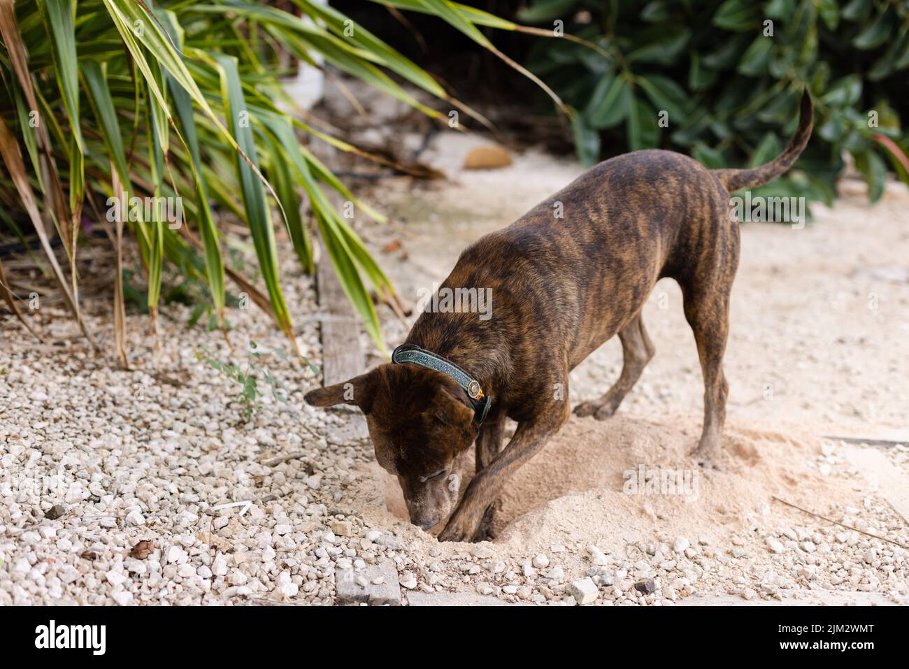 Why Does My Puppy Dig Holes In The Garden