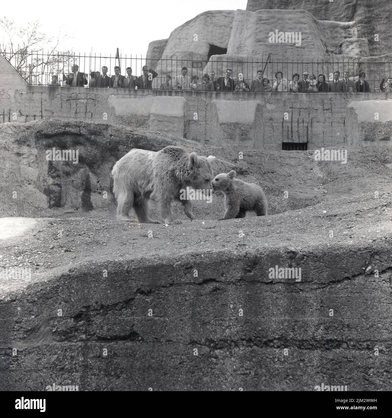 1960s, historical, on the Mappin Terraces at London Zoo, a polar bear with cub, with visitors looking down. The coat of the mother bear has been cut half-way on her body.  The terraces were built between 1913-1914 out of reinforced concrete and these rugged imitation mountains, designed to create a more natural environment for the captive animals, were innovative for the time. Stock Photo