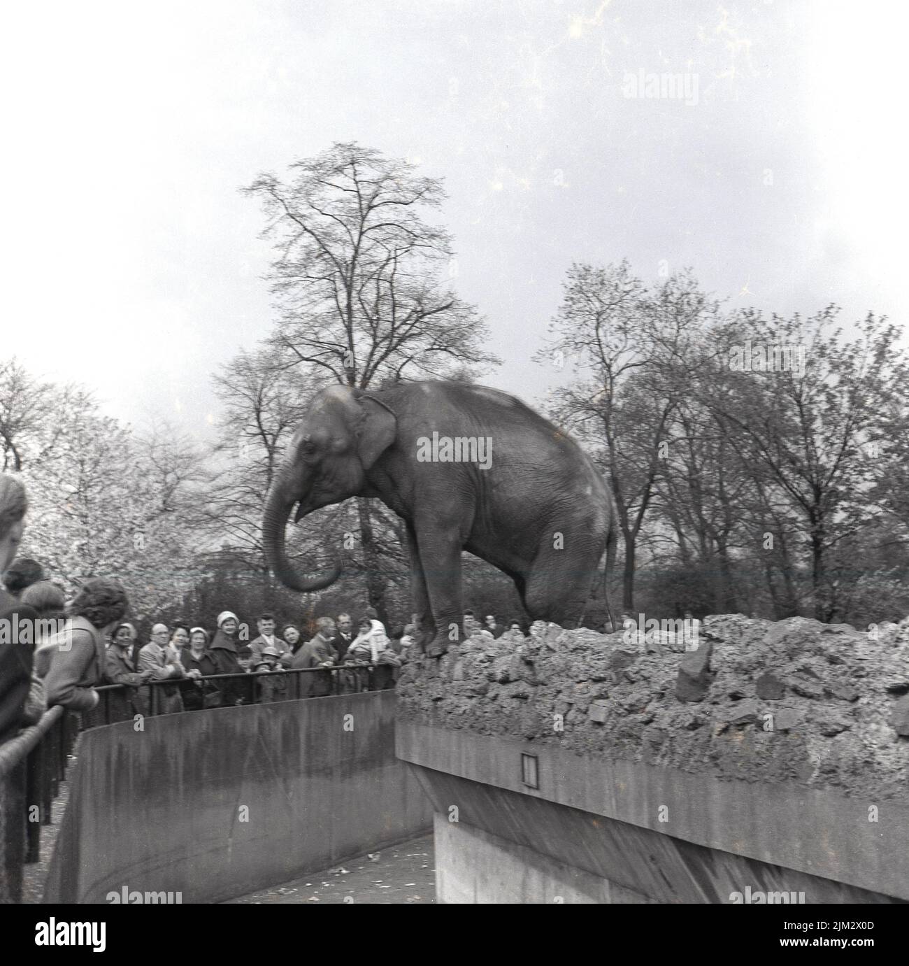 1967, historical, visitors looking at an elephant at London Zoo, Regents Park, whose front legs are perched on the rocks at the edge of the trench or moat that went around the elephant enclosure. Elephants came to the the Zoo, which was opened in 1828 by the Zoological Society of London, a few years later in 1831, but departed from the victorian-built animal park in 2001. Stock Photo