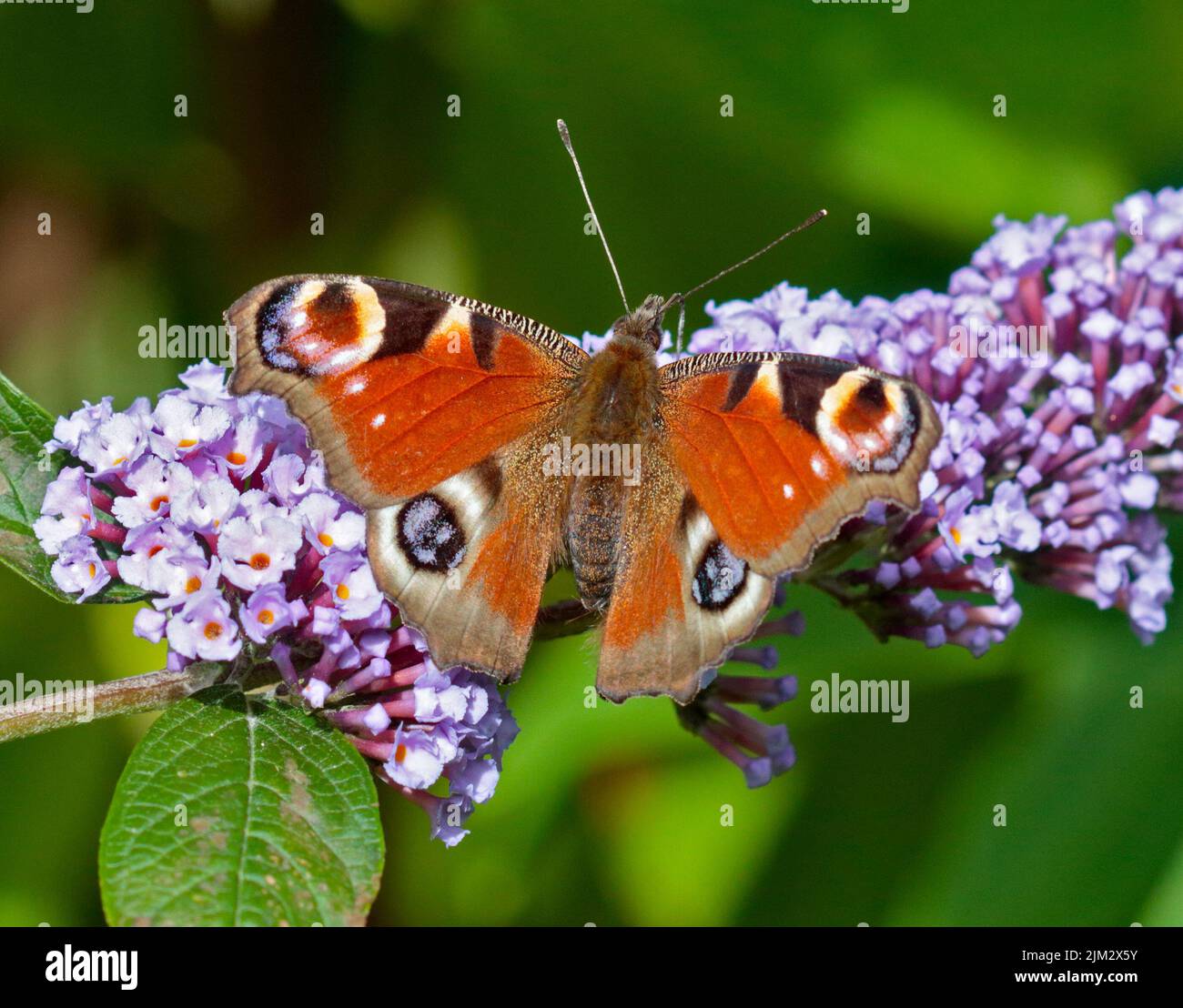 Peacock Butterfly (inachis io) on Buddleia Stock Photo