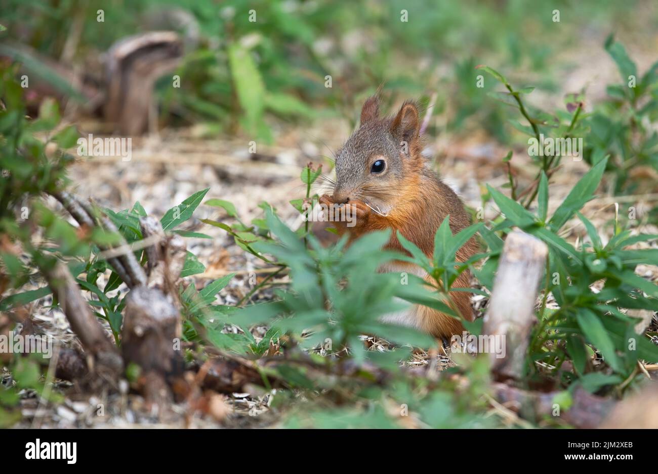 Red squirrel (Sciurus vulgaris) feeding on seeds at ground level Stock Photo