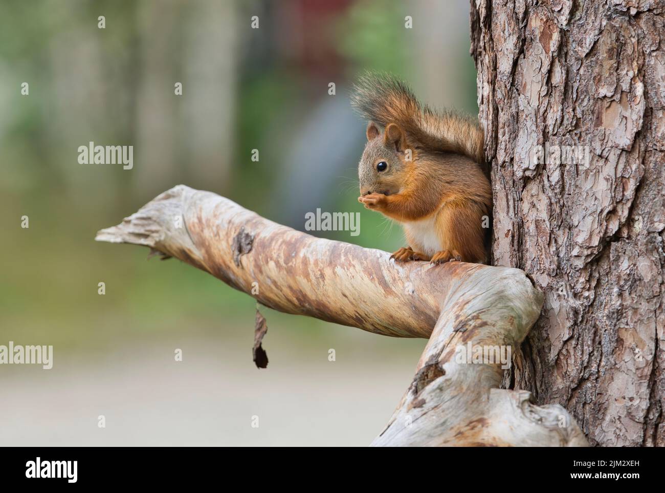 Red squirrel (Sciurus vulgaris) chewing food, Taiga forest, Finland Stock Photo