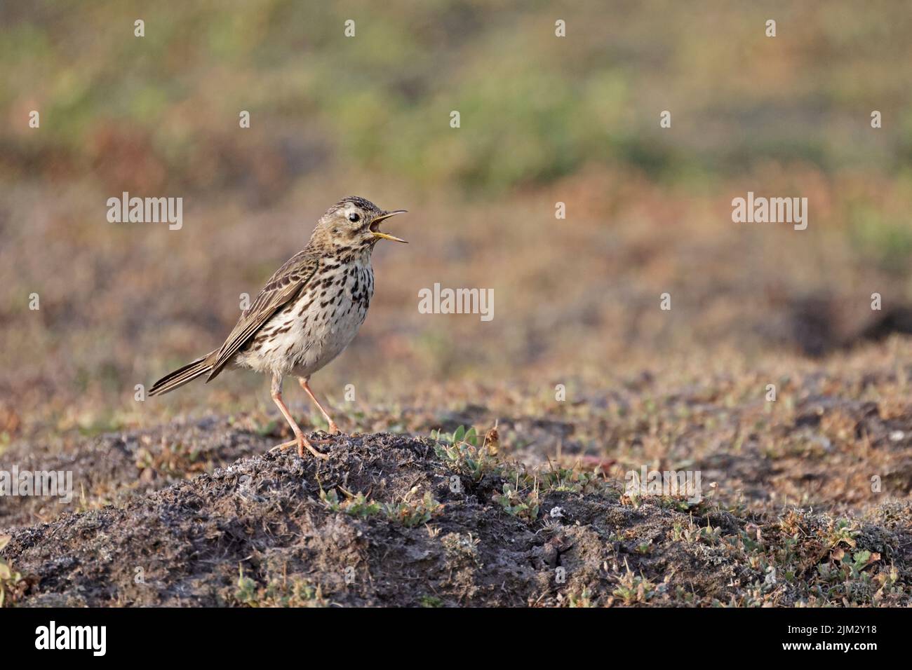 Meadow Pipit calling on Skokholm Wales UK Stock Photo