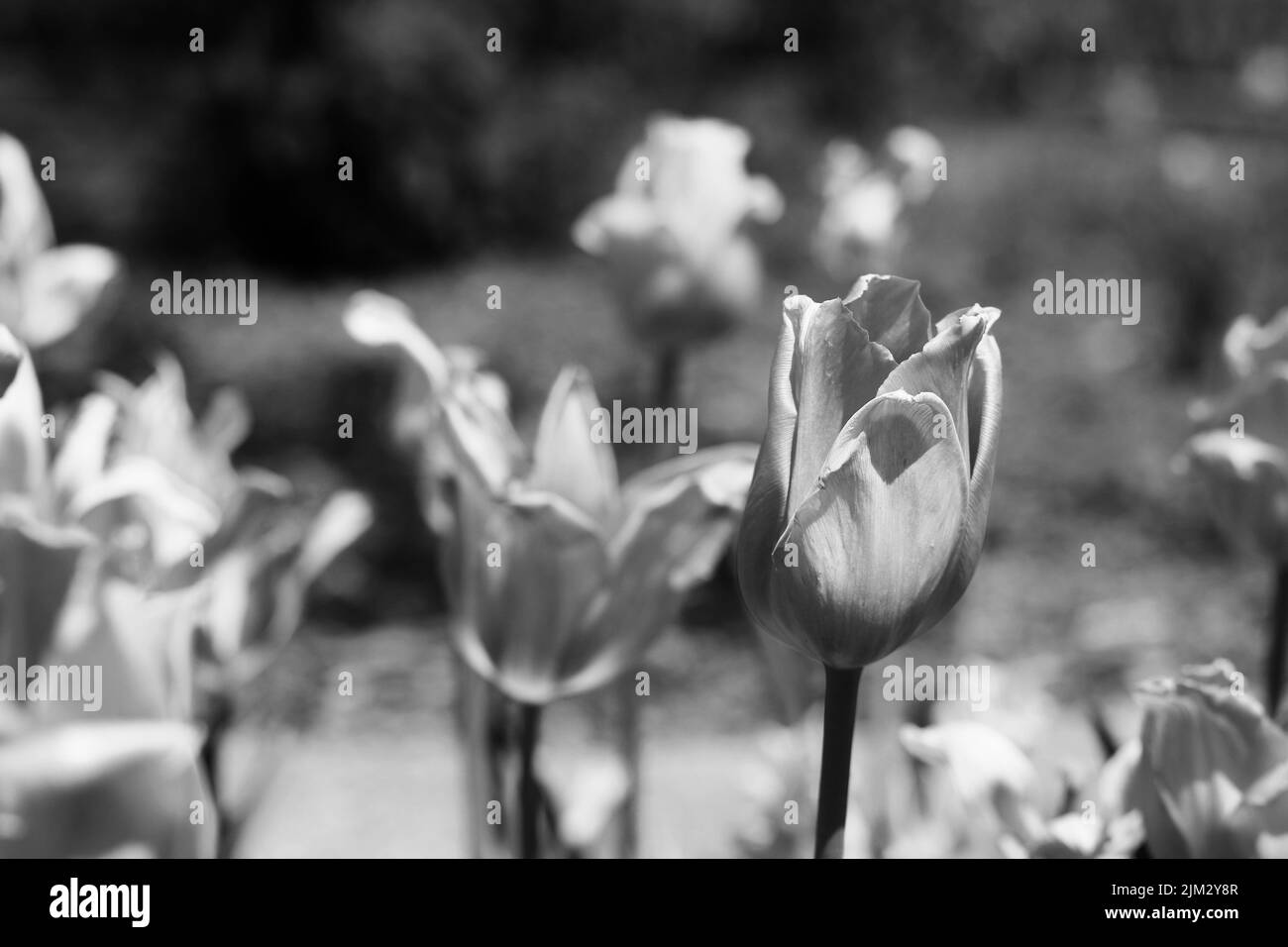Beautiful field white tulips Black and White Stock Photos & Images - Alamy