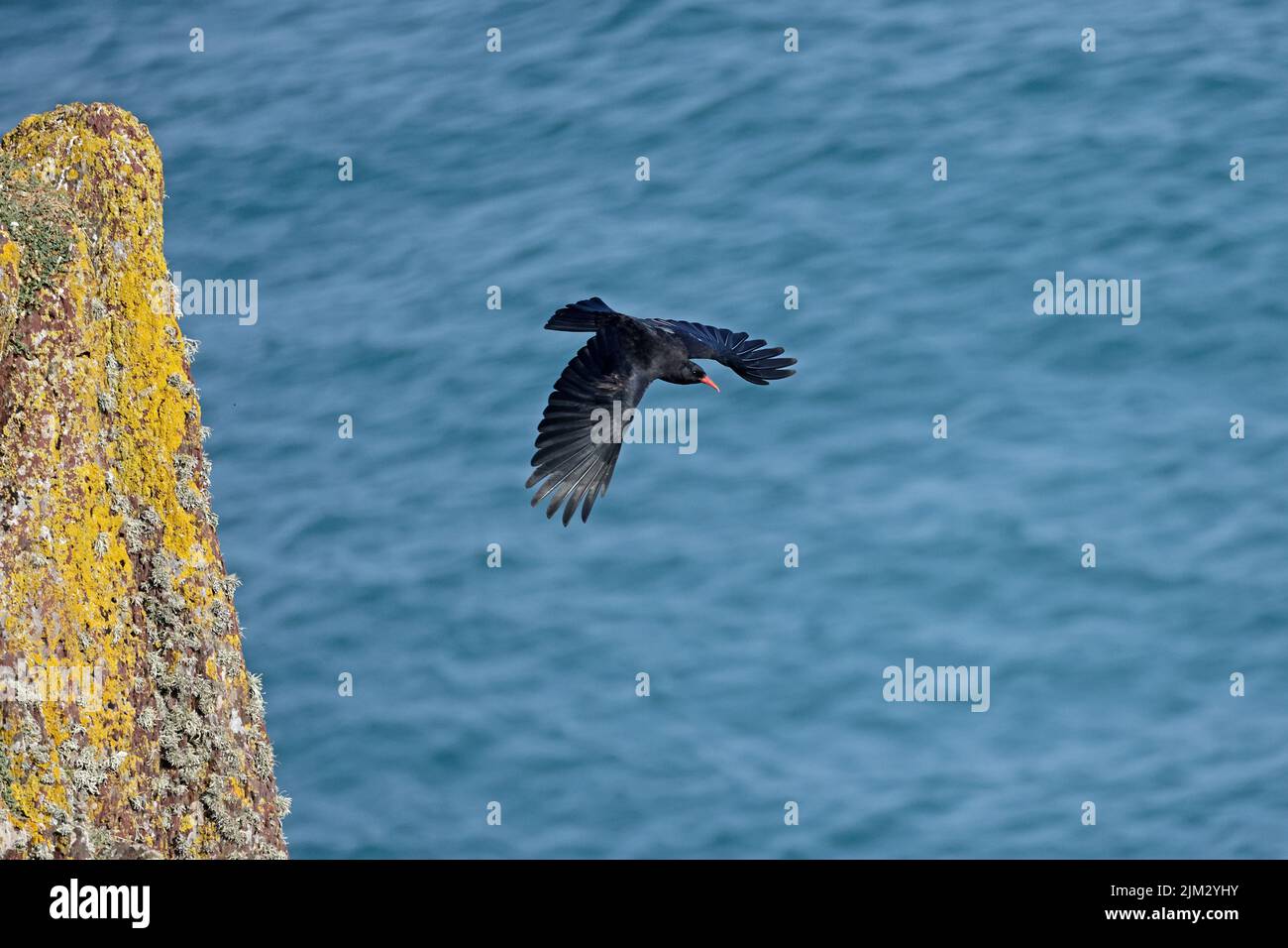 Red-billed Chough in flight Skokholm Wales UK Stock Photo