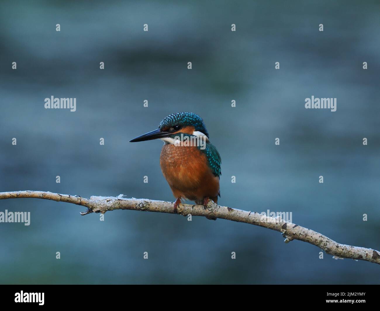 Young kingfishers are quickly pushed from their parents territory and have to feed and fend for themselves,  mortality is very high. Stock Photo